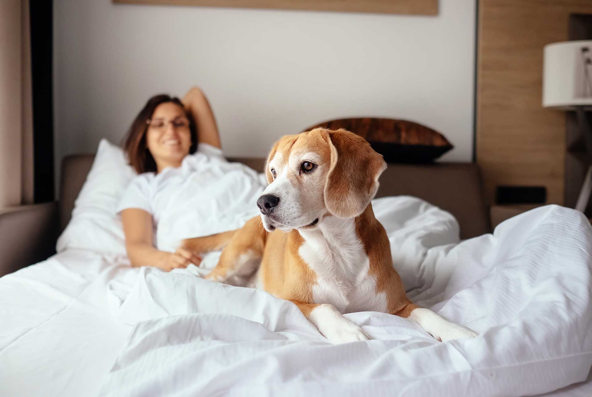 Pet-Friendly Hospitality: Share Your Holiday with Your Pets
